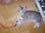 cats01