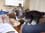 cats20